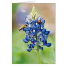 Bluebonnet Buddies - Greeting & Note Cards
