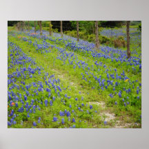 Bluebonnet Country Road Print