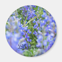 Bluebonnet magnet