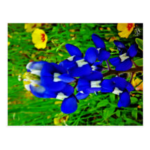 Bluebonnet Postcard