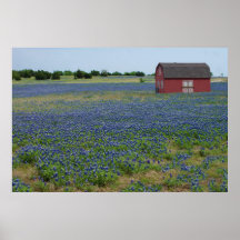 Bluebonnets and a Red Barn Print