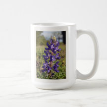 Bluebonnet's of Texas Mugs