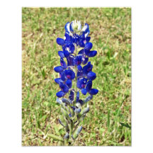 bluebonnets Photo