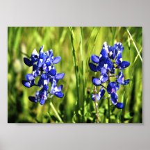 Bluebonnets Poster