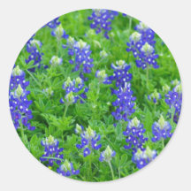 Bluebonnets Round Sticker