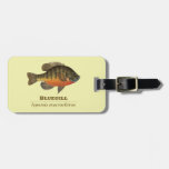 Bluegill Bream Fishing