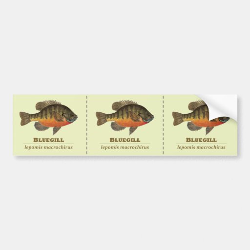 Bluegill Bream Fishing Bumper Sticker