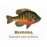 Bluegill Bream Fishing Post Cards