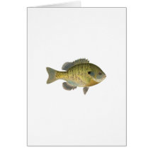 Bluegill Sunfish - Bream Cards