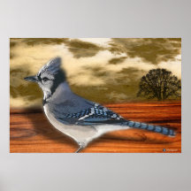 BLUEJAY POSTERS