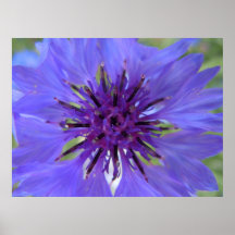 Bluish Purple Bachelor Buttons Posters