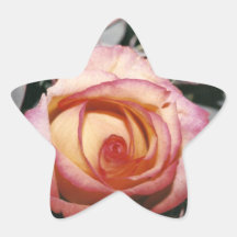 Blushing Rose Stickers