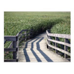 boarwalk postcards