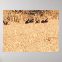 Bob Cat & Turkeys Posters