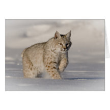 Bobcat in fresh snow greeting cards