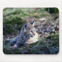 Bobcat-kitten mousepads