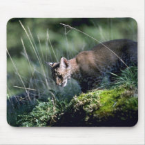 Bobcat-kitten mousepads