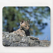 Bobcat-kitten mousepads
