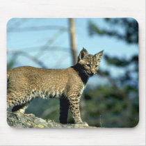 Bobcat-kitten mousepads
