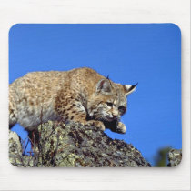 Bobcat skylined mousepads