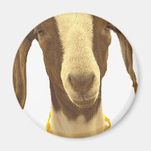 Boer Goat Refrigerator Magnet