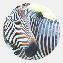 Bold Zebra Stickers