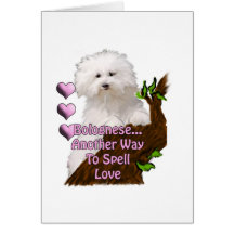 Bolognese or Havanese puppy Card