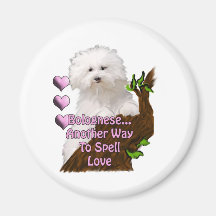 Bolognese or Havanese puppy Fridge Magnets