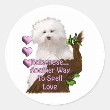 Bolognese or Havanese puppy Round Stickers