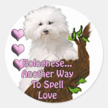 Bolognese or Havanese puppy Stickers