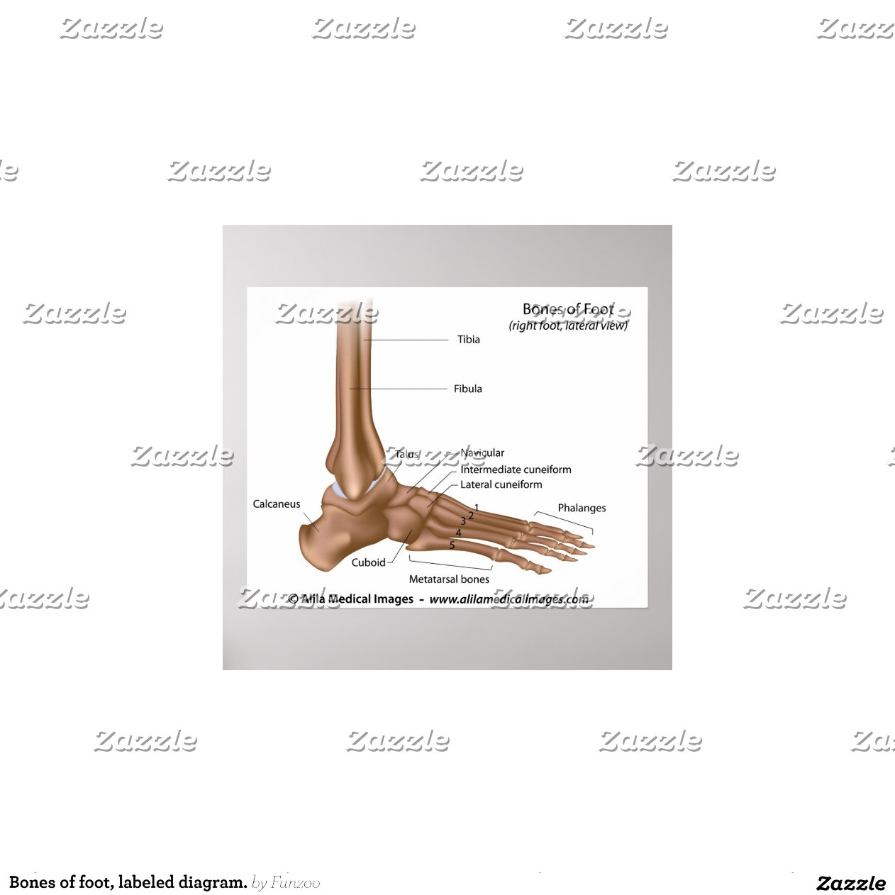 Bones of foot, labelled diagram. | Zazzle
