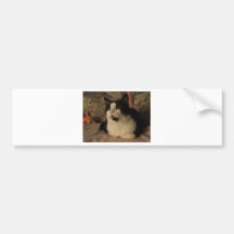 BONGO BUMPER STICKER