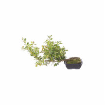Bonsai Photo 10 Photo Cut Out