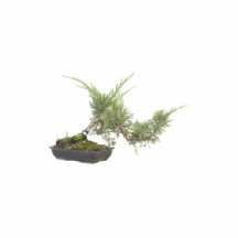 Bonsai photo 4 photo cut out