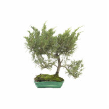 Bonsai Photo 5 Photo Cutout