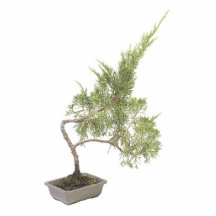 Bonsai Photo 6 Cut Outs