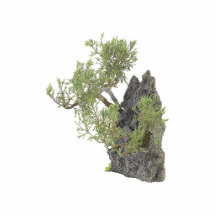 Bonsai Photo 7 Photo Sculpture