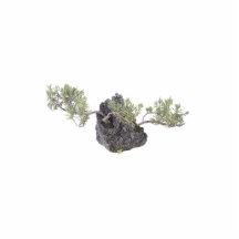 Bonsai Photo 8 Photo Sculptures