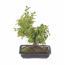 Bonsai Photo 9 Acrylic Cut Outs