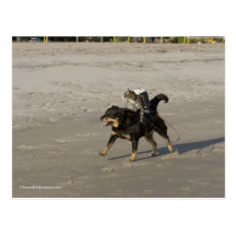 Booger, Kitty, and Mousey on the Beach Post Cards