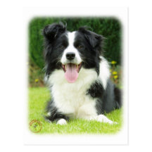 Border Collie 9A014D-14 Postcard
