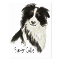Border Collie Dog o Postcards