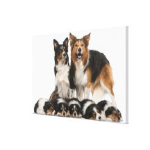 Border collie family stretched canvas prints