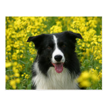 Border Collie Hunde Portrait Postkarte