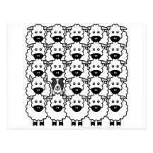 Border Collie in the Sheep Post Card