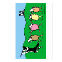 Border Collie Pied Piper Postcards