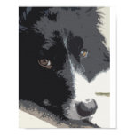 Border collie portrait print