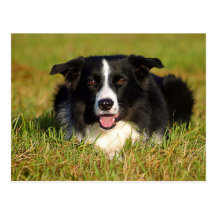 Border Collie Postkarte