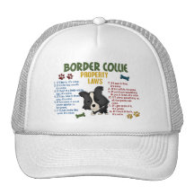 Border Collie Property Laws 4 Hats