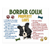 Border Collie Property Laws 4 Postcard